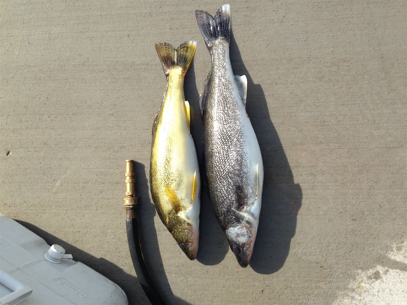 Catches and Hunts of the Week (Nov. 7)